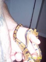 ball python for sale with accessories and aquarium