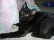 Adopt Purrfect Percy a Bombay, Domestic Short Hair-black