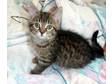 Adopt Lizzie a Tabby - Brown