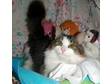 Adopt Cody*Purrsonality  a Maine Coon, Tabby - white