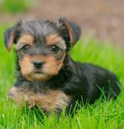 Yorkshire Terriers puppies for sale