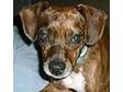 Adopt Luke a Boston Terrier, Beagle