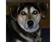 Adopt Buddy a Beagle, German Shepherd Dog