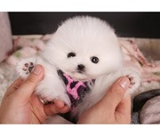 Sasha Is A Teacup Pomeranian Puppy And She Will Love To Join Your Home
