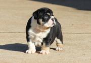 Adorabnle englidh Bulldog puppies for adoption
