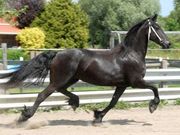 Well Trained Friesian Gelding Horse (ready To Go)* 
