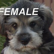 Miniature Schnauzer pups...-- 4 Beuatiful  femalse-raised in our home