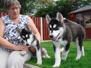 blue eyes male and female Siberian Husky puppies TEXT  (731) 433-0276)