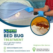 Bed Bug Treatment Hamilton
