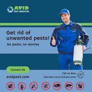 Pest Control Services 