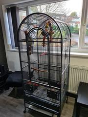 Available African grey parrots for a good home.