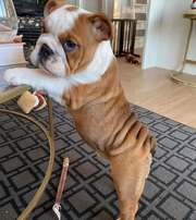 English Bulldog puppies