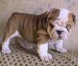 Cute And Lovely English Bulldog For Adoption