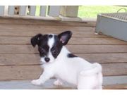 cute chihuahua puppy for free adoption